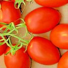 100 Roma Tomato Seeds Non Gmo Spring Vegetable Garden Heirloom Tasty Sauces Easy Grow