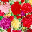 300 Carnation Spring Mix Seeds Rare Dianth Chabaud Flowers Double Blooms Easy Grow