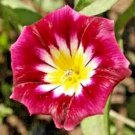Morning Glory 25 Seeds Hummingbird Mix Red Ensign Tricolor Dwarf Vining Flowers Easy Grow