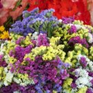 Statice Everlasting Flower Mix 75 Seeds USA Seller Statice Everlasting Flower Mix 75 Seeds USA Seller