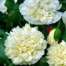 105 Seeds Poppy Cream Peony Papaver Paeoniflorum Poppies USA Seller