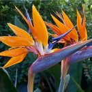 10 Seeds Bird Of Paradise Strelitzia Reginae Orange USA Seller