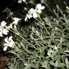 100 Seeds Snow In Summer Silver Carpet White USA Seller 100 Seeds Snow In Summer Silver Carpet White USA Seller