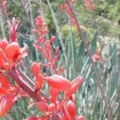 30 Seeds Red Yucca Drought Tolerant Flower USA Seller