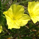 125 Seeds Primrose Missouri Ozark Sundrop Yellow USA Seller