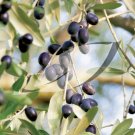 15 Seeds Olive Olive Tree Olea Europaea USA Seller 15 Seeds Olive Olive Tree Olea Europaea USA Seller