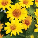 55 Seeds Heliopsis False Sunflower Perennial USA Seller