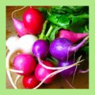 Radish Easter Egg Blend Colorful Radish Mix 180 Seeds Made In USA Seller
