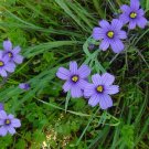 65 Seeds Blue Eyed Stout Blue Eyed Grass USA Seller