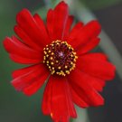 1340 Seeds Coreopsis Plains Dwarf Red Flower USA Seller 1340 Seeds Coreopsis Plains Dwarf Red Flower USA Seller