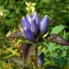 570 Seeds Bottle Gentian Gall Flower Blue Perennial USA Seller