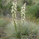 25 Seeds Soapweed Yucca Glauca White Flower USA Seller