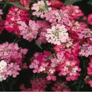 325 Seeds Candytuft Perennial White Pink USA Seller