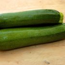20 Seeds Squash Zucchini Gray Garden Vegetable USA Seller