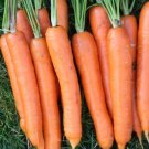 775 Seeds Carrot Imperator 7 To 9 Long USA Seller