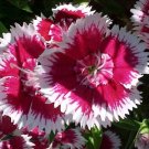 1333 Seeds Sweet William Biennial Perennial USA Seller