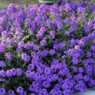 860 Seeds Moss Verbena Attracts Butterflies USA Seller