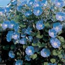 200 Morning Glory Seeds Heavenly Blue Climbing USA Seller