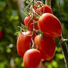 10 Rio Grande Tomato Seeds Organic Heirloom Non GMO USA Seller 10 Rio Grande Tomato Seeds Organic Heirloom Non GMO USA Seller