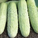 100 White Wonder Cucumber Seeds Heirloom Organic Non GMO USA Seller
