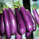 200 Long Purple Eggplant Seeds Heirloom Organic ~ Non GMO USA Seller
