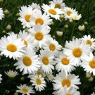 500 Shasta Daisy Seeds Heirloom Chrysanthemum Perennial Cut USA Seller