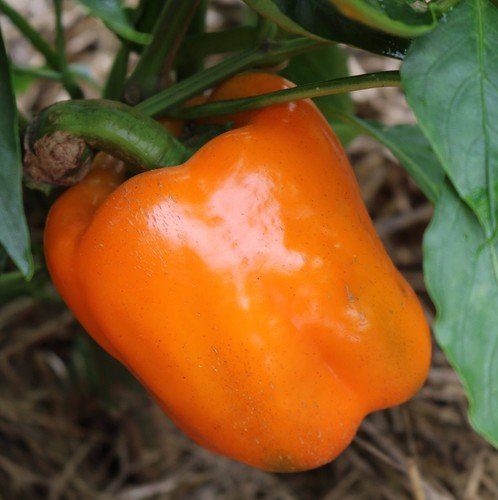 10 Orange Sun Sweet Bell Pepper Seeds Heirloom Non GMO Fresh USA Seller