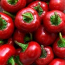 10 Red Cherry Hot Pepper Seeds Pimenta Non GMO Heirloom Organic USA Seller 10 Red Cherry Hot Pepper Seeds Pimenta Non GMO Heirloom Organic USA Seller