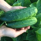 100 Spacemaster 80 Cucumber Seeds Heirloom Organic Non GMO Fresh USA Seller 100 Spacemaster 80 Cucumber Seeds Heirloom Organic Non GMO Fresh USA Seller