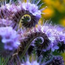 200 Lacy Phacelia Seeds Purple Tansy Flower Bee'S & Butterflies Cover Crop USA Seller