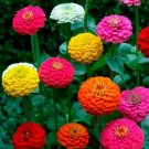 200 Cut And Come Again Zinnia Seeds Butterflies Hummingbirds USA Seller