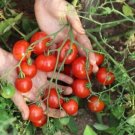 50 Stupice Tomato Seeds Heirloom Non GMO Fresh USA Seller