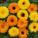 Calendula Flower Seeds 100 Pacific Beauty Mix Annual Orange USA Seller