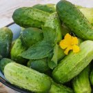 Homemade Pickles Cucumber Seeds 50 Vegetable Garden Pickling USA Seller Homemade Pickles Cucumber Seeds 50 Vegetable Garden Pickling USA Seller