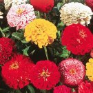 California Giant Zinnia Flower Seeds 100 Mixed Colors Annual USA Seller