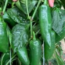 Jalapeno M Pepper Seeds 50 Hot Spicy Vegetable Non GMO USA Seller Jalapeno M Pepper Seeds 50 Hot Spicy Vegetable Non GMO USA Seller