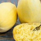 Heirloom Spaghetti Squash Seeds 20 Seedsps First Class USA Seller