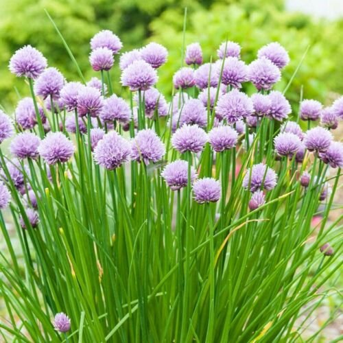Chives Seeds 300 Onion Herb Vegetable Garden Non GMO USA Seller