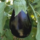 Black Beauty Eggplant Seeds 25 Vegetable Garden Culinary Cooking USA Seller Black Beauty Eggplant Seeds 25 Vegetable Garden Culinary Cooking USA Seller