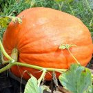 Big Max Pumpkin Seeds 10 Vegetable Garden Avg Weight 50 100 Lbs USA Seller Big Max Pumpkin Seeds 10 Vegetable Garden Avg Weight 50 100 Lbs USA Seller