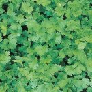Cilantro Santo Seeds 50 USA Seller