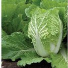 300 Michihili Chinese Cabbage All Non GMO Heirloom Vegetable Seeds USA Seller 300 Michihili Chinese Cabbage All Non GMO Heirloom Vegetable Seeds USA Seller