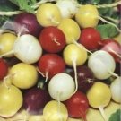 Crayon Colors Mix Radish Seeds Non GMO 100 Seeds USA Seller