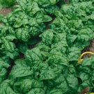 Spinach Seeds Bloomsdale Long Standing Heirloom Organic Non GMO 50 Seeds USA Seller Spinach Seeds Bloomsdale Long Standing Heirloom Organic Non GMO 50 Seeds USA Seller