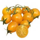 Micro Dwarf 'Yellow Budgie' Tomato Seeds 15 USA Seller