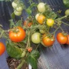 Micro Dwarf 'Evita' Tomato Seeds USA Seller