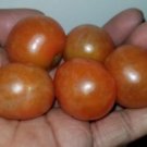 Micro Dwarf 'Bullfinch' Tomato Seeds USA Seller