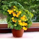 Jochalos Micro Dwarf Tomato Seeds USA Seller