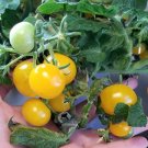 Yellow Canary Micro Dwarf Sweet Cherry Tomato 12 Seeds Read USA Seller Yellow Canary Micro Dwarf Sweet Cherry Tomato 12 Seeds Read USA Seller