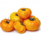 Yellow Brandywine Heirloom Tomato 30 Seeds USA Seller
